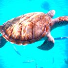 Schildkröte im Gewässer von Barbados