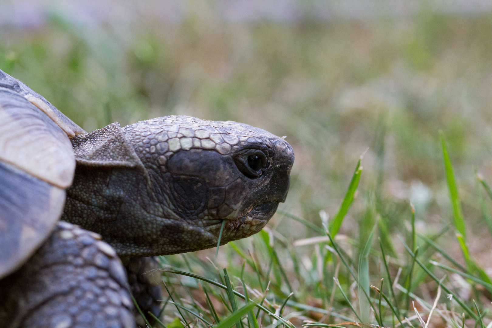 Schildkröte im Gras