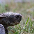 Schildkröte im Gras