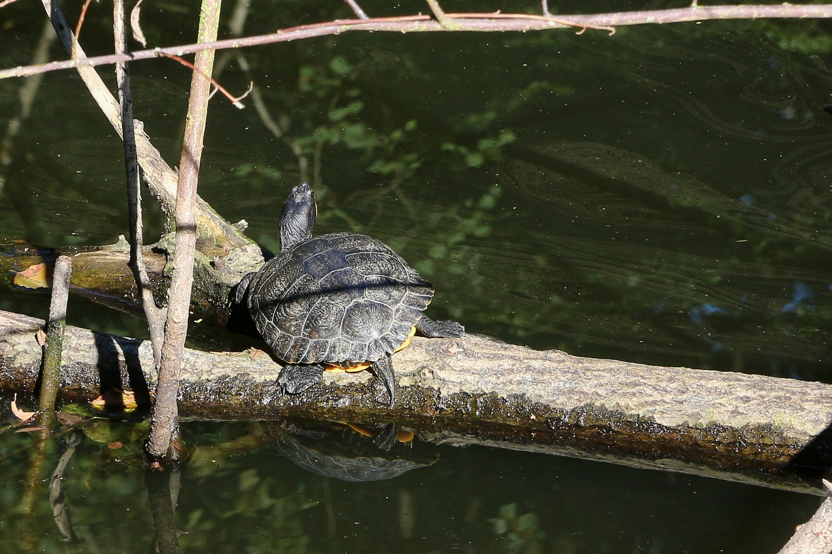 Schildkröte im Hexenteich (2020_08_05_6087_EOS 100D_ji)