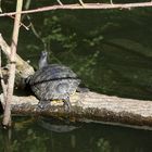 Schildkröte im Hexenteich (2020_08_05_6087_EOS 100D_ji)