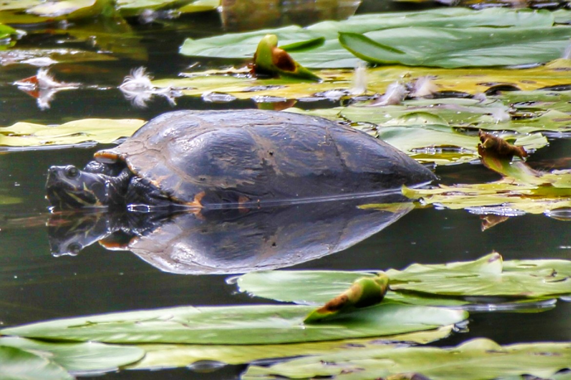 Schildkröte im Hexenteich 