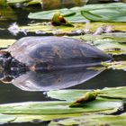 Schildkröte im Hexenteich 