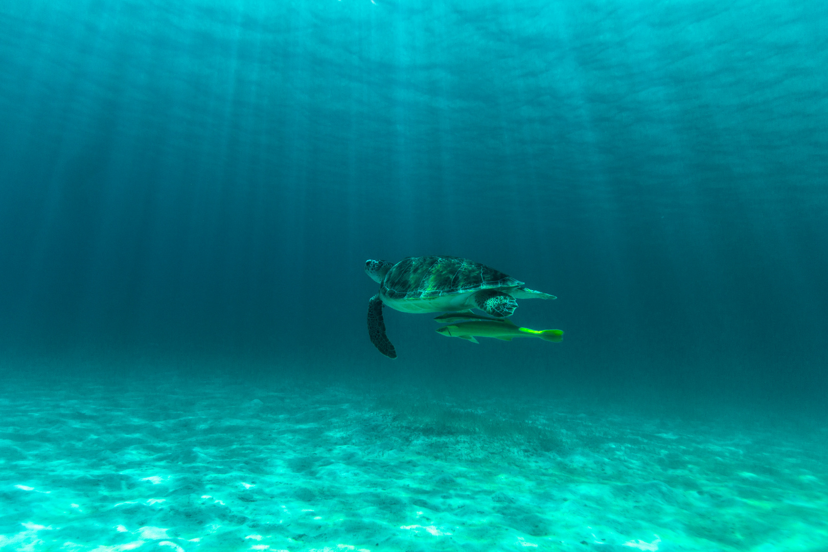 Schildkröte im karibischen Meer