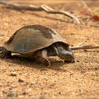 Schildkröte im Krüger Nationalpark...