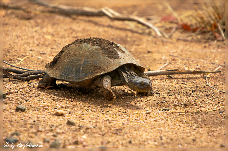 Schildkröte im Krüger Nationalpark...