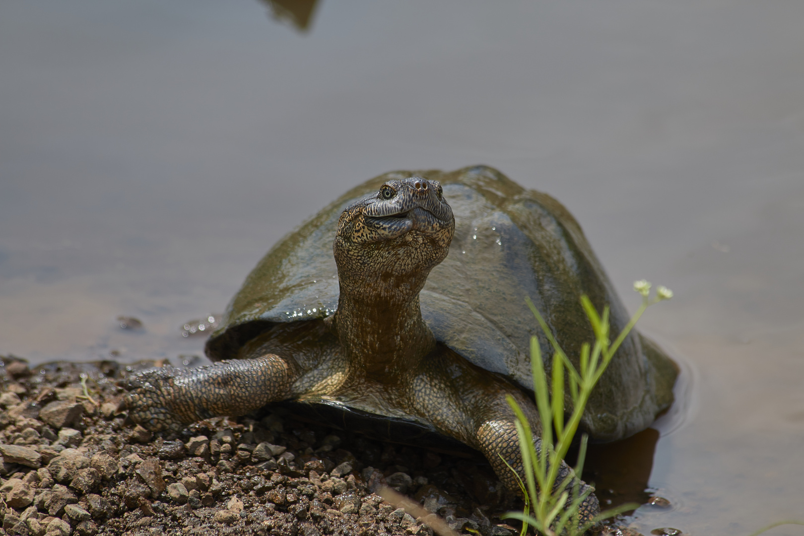 Schildkröte im Krüger NP