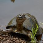 Schildkröte im Krüger NP