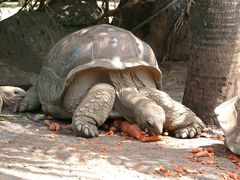 Schildkröte im La Vanille Park auf Mauritius