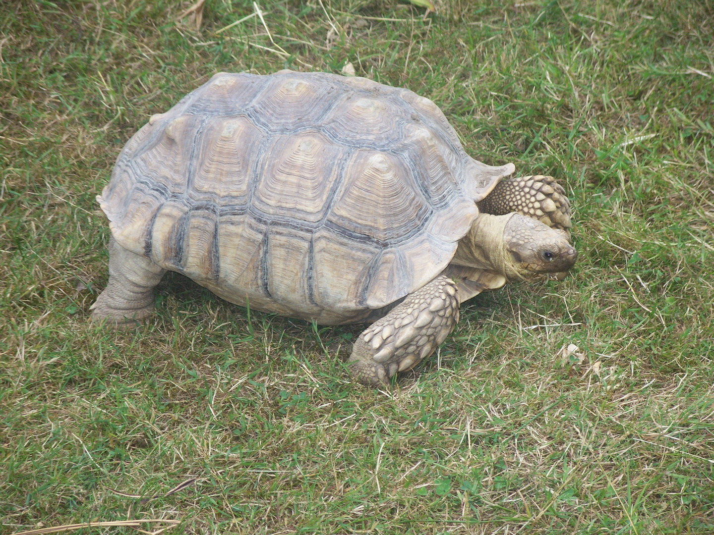 Schildkröte im Leipziger Zoo