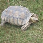 Schildkröte im Leipziger Zoo