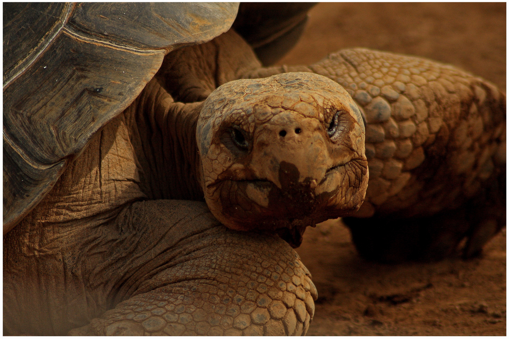 Schildkröte im Loro Park auf Teneriffa