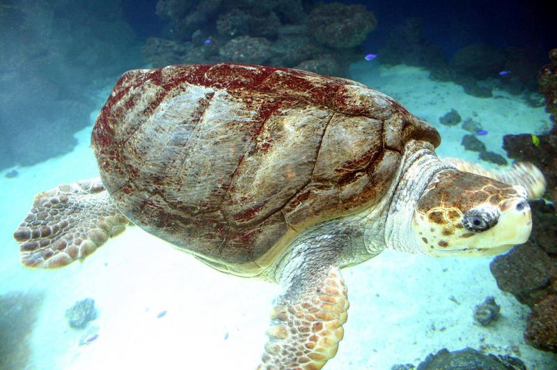 Schildkröte im Meeresmuseum Stralsund