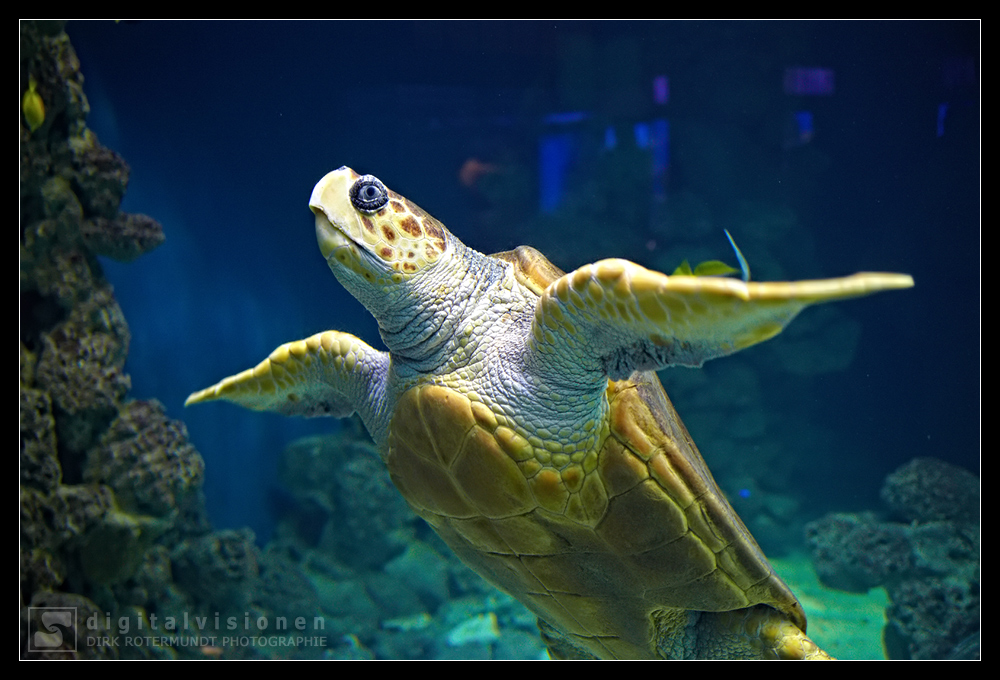 Schildkröte im OZEANEUM Stralsund