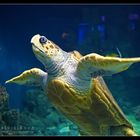 Schildkröte im OZEANEUM Stralsund