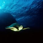 Schildkröte im Roten Meer
