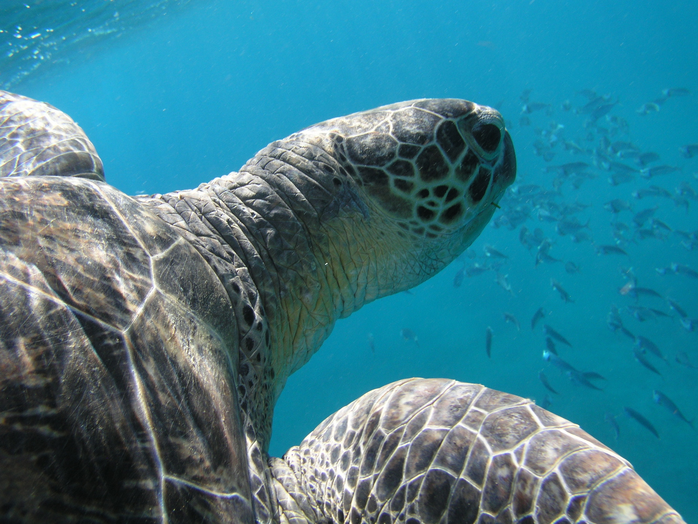 Schildkröte im Roten Meer