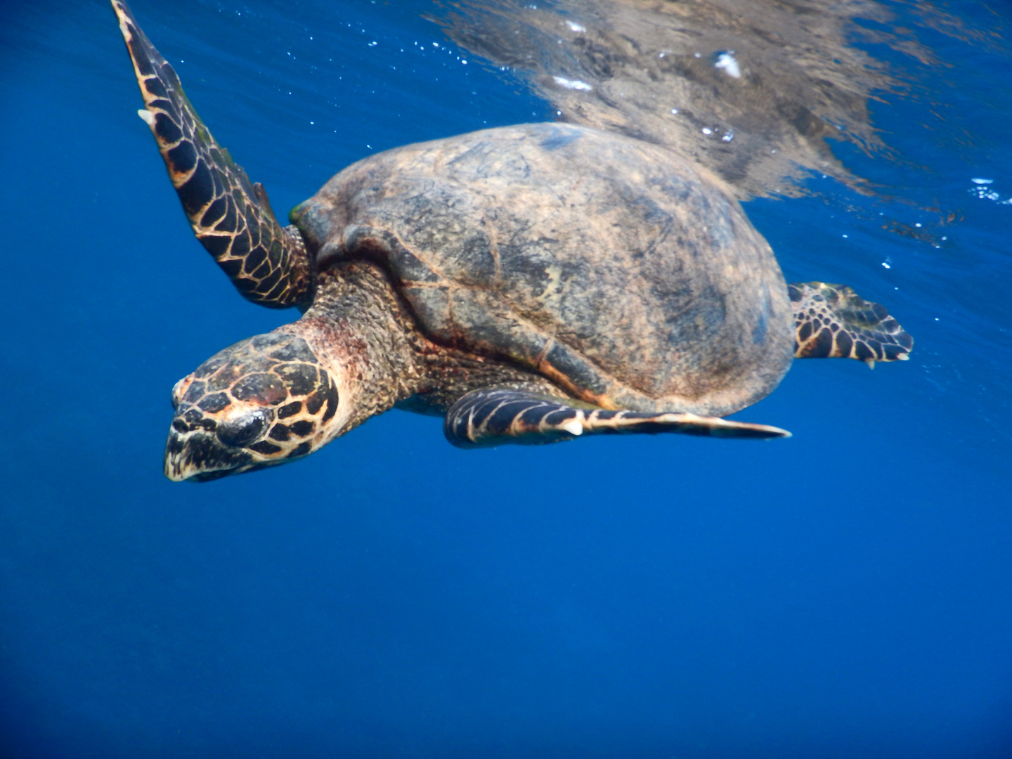 Schildkröte im roten Meer! :-)