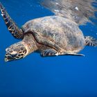 Schildkröte im roten Meer! :-)