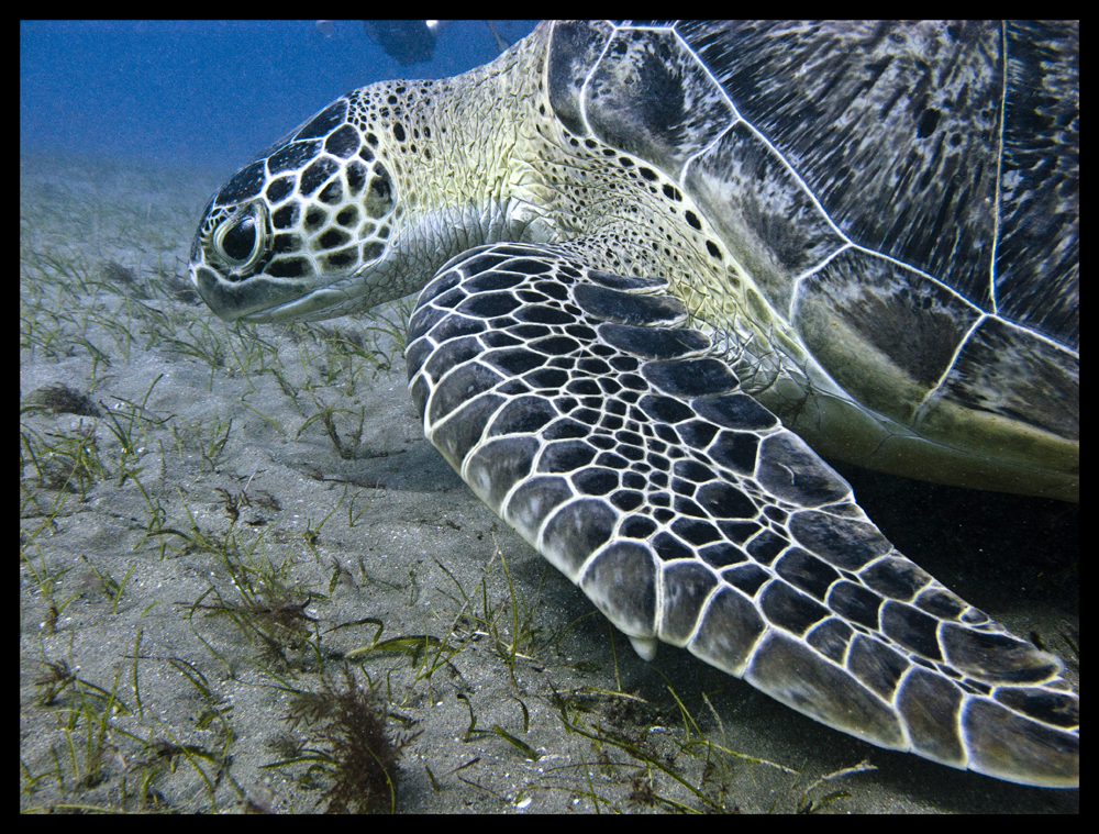 Schildkröte im Roten Meer