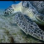 Schildkröte im Roten Meer
