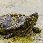 Schildkröte im Sababurgtierpark