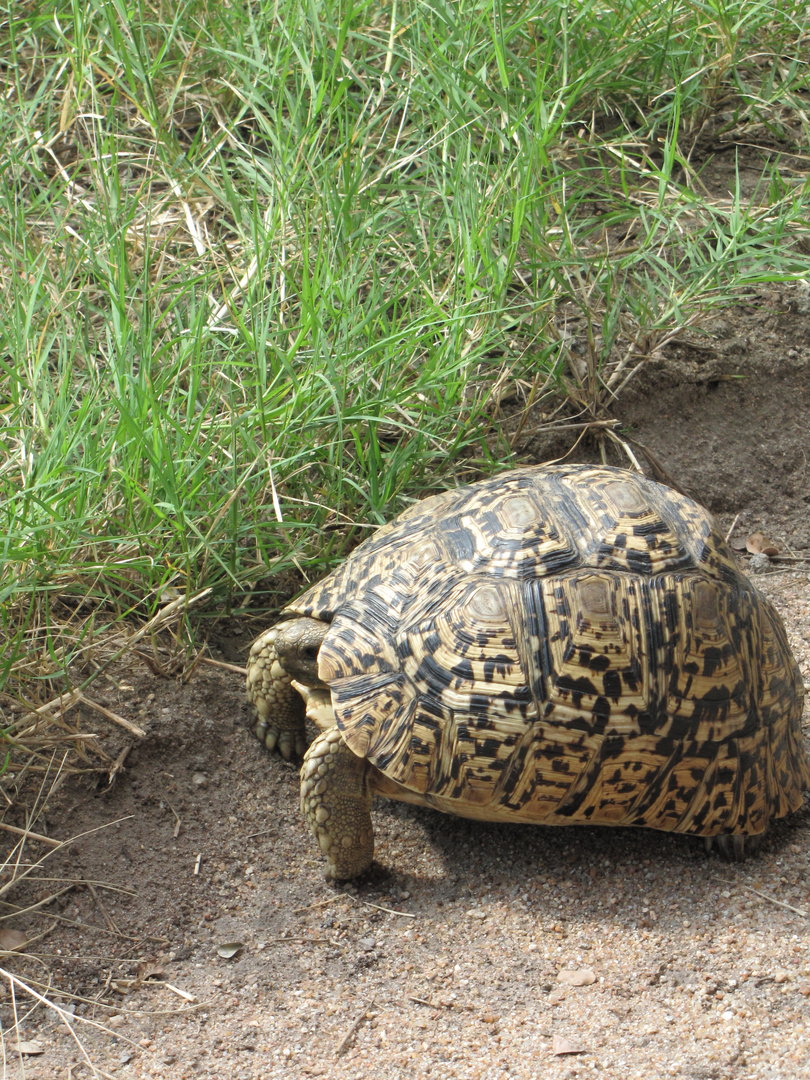 Schildkröte im Sabi Sabi Reservat