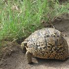 Schildkröte im Sabi Sabi Reservat