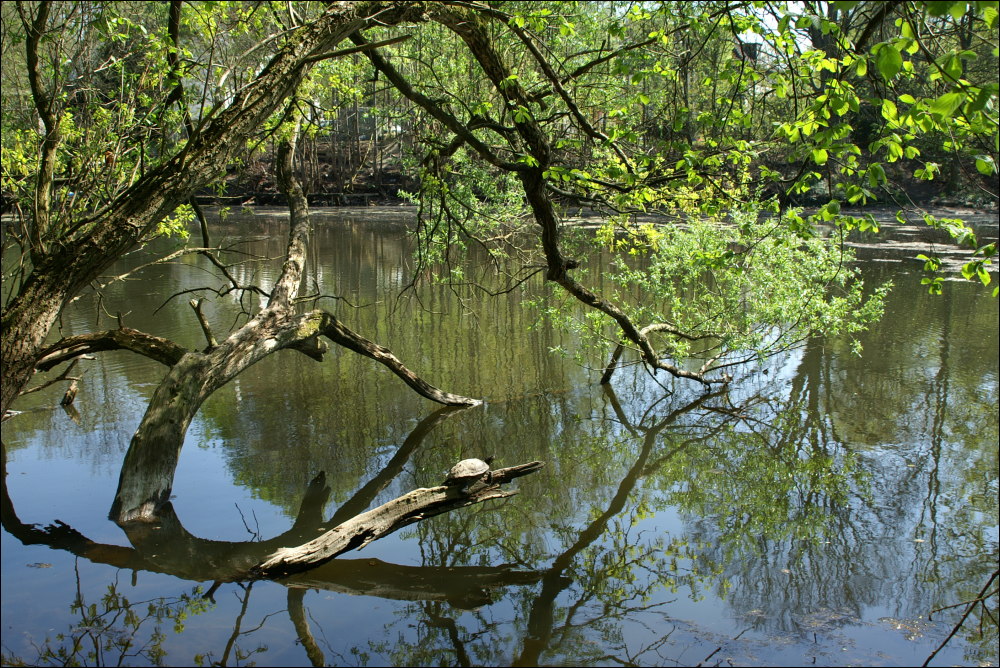 Schildkröte im Sachsenwald