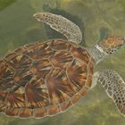 Schildkröte im Salzwasser der Karibik