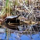 Schildkroete im Schilf