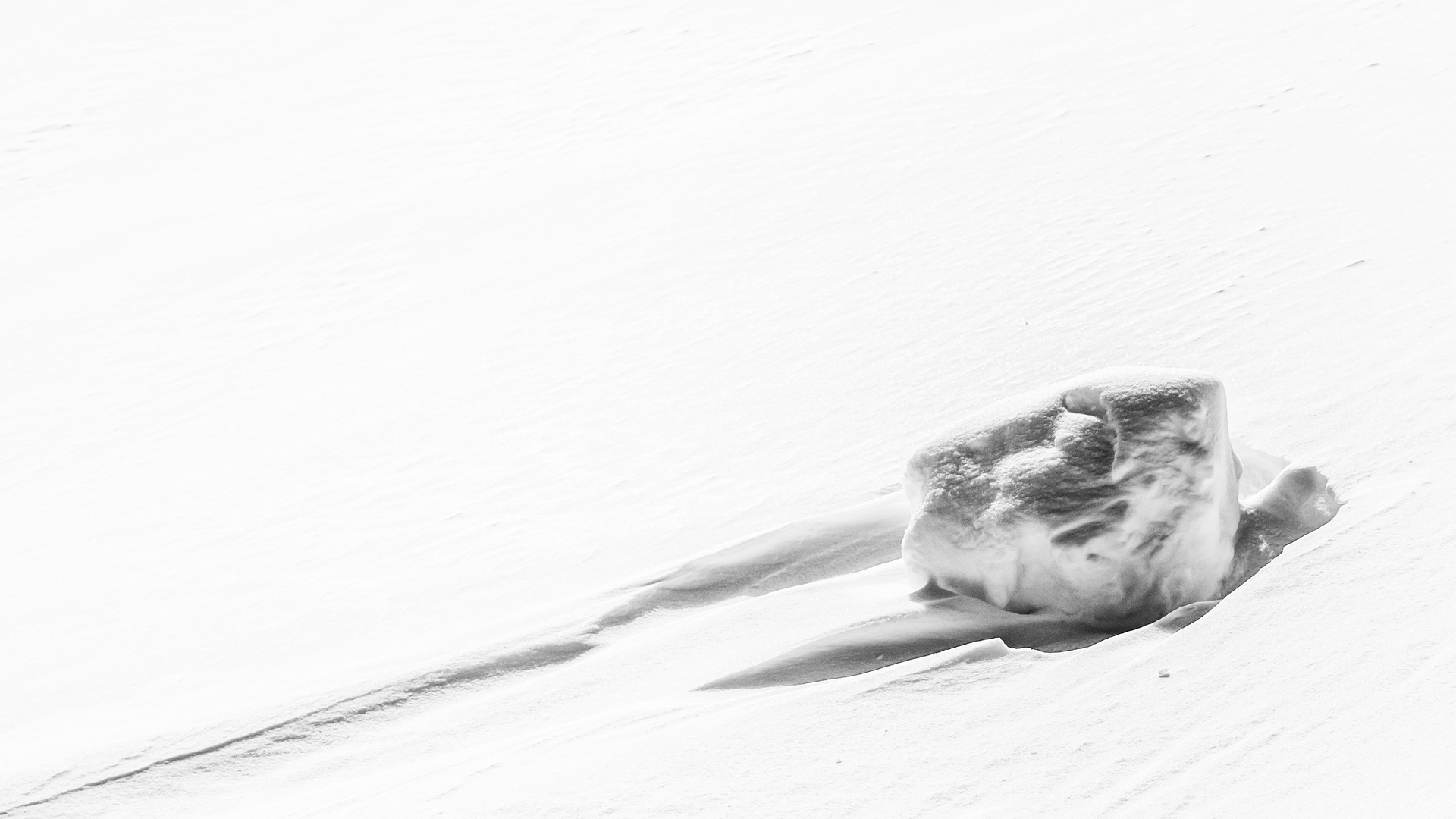 Schildkröte im Schnee?