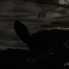 Schildkröte im Sonnenuntergang