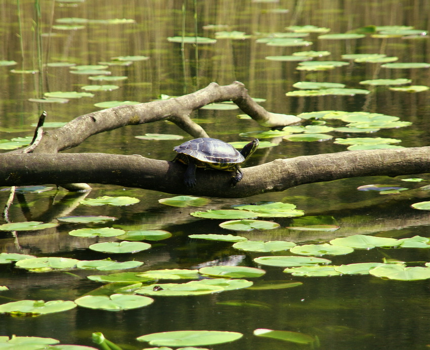 Schildkröte im Staatsforst bei Darmstadt