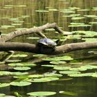 Schildkröte im Staatsforst bei Darmstadt