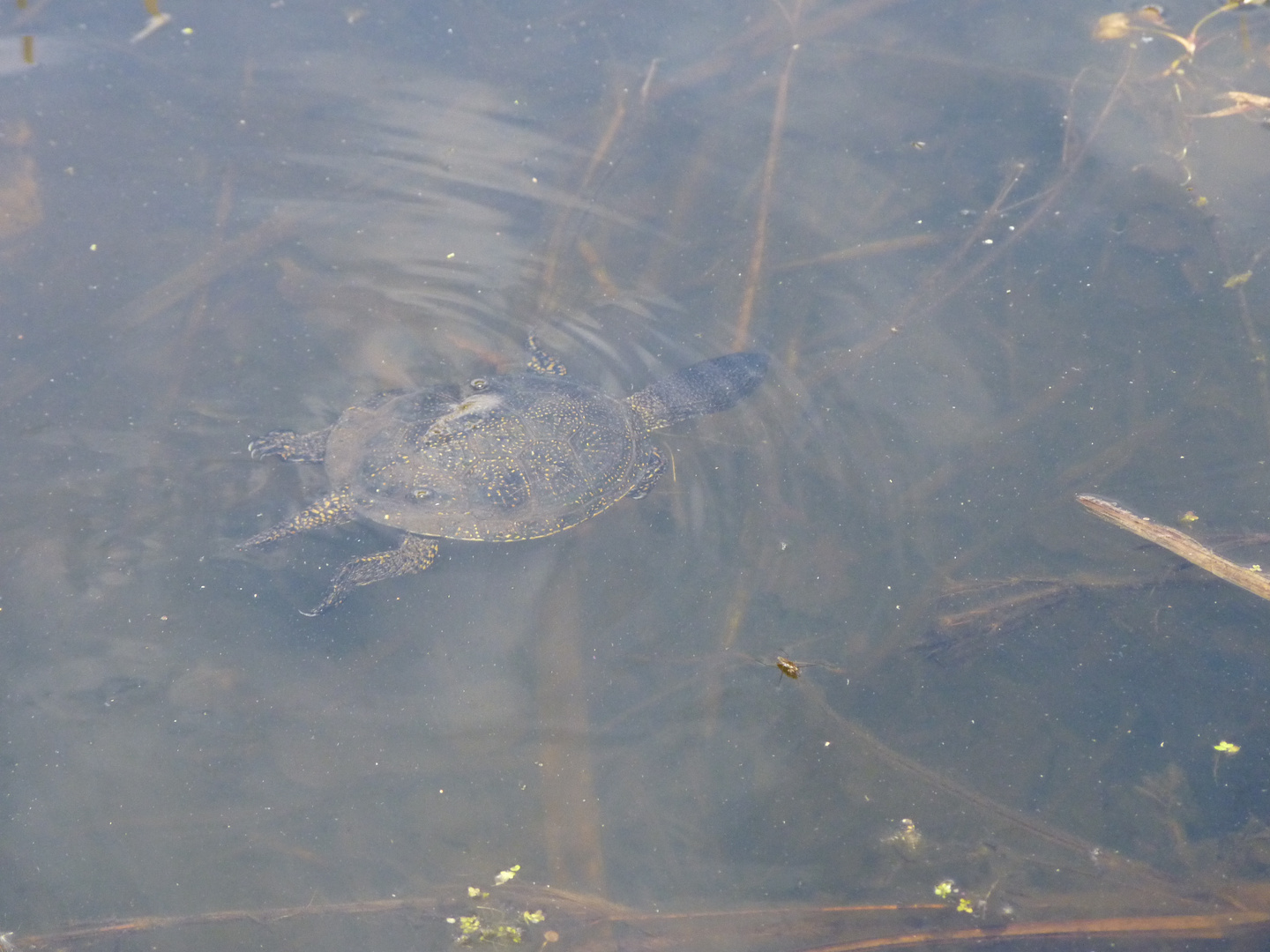 Schildkröte im Wasser