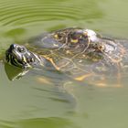 Schildkröte im Wasser