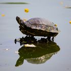 Schildkröte im Wasser 