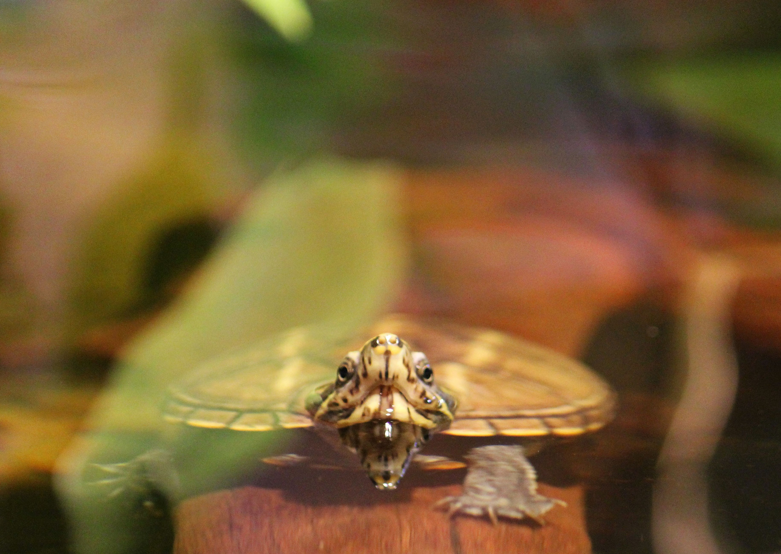 Schildkröte im Wasser