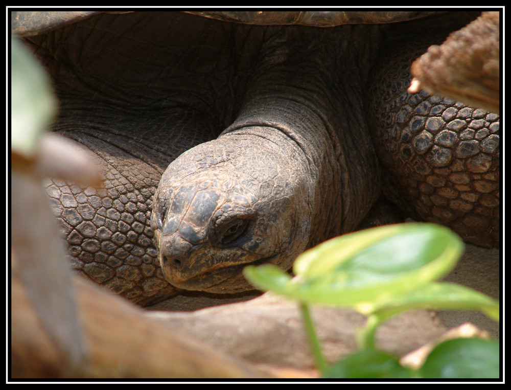 Schildkröte im Zoo