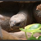 Schildkröte im Zoo