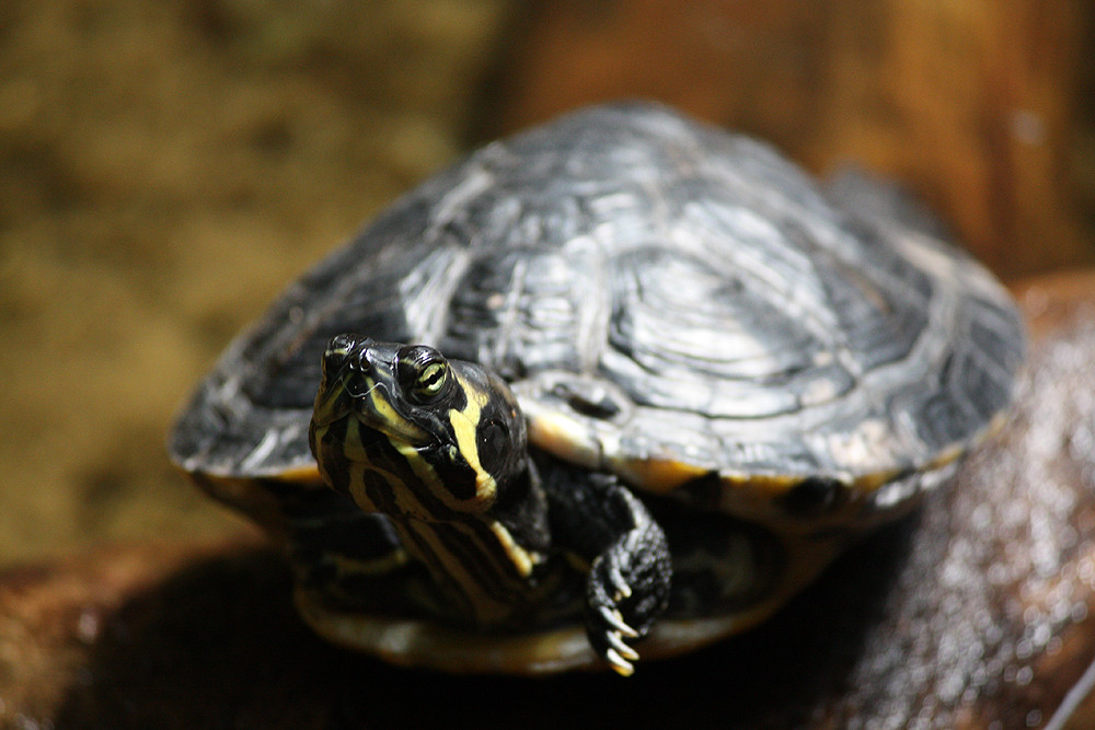 Schildkröte im Zoo Hannover