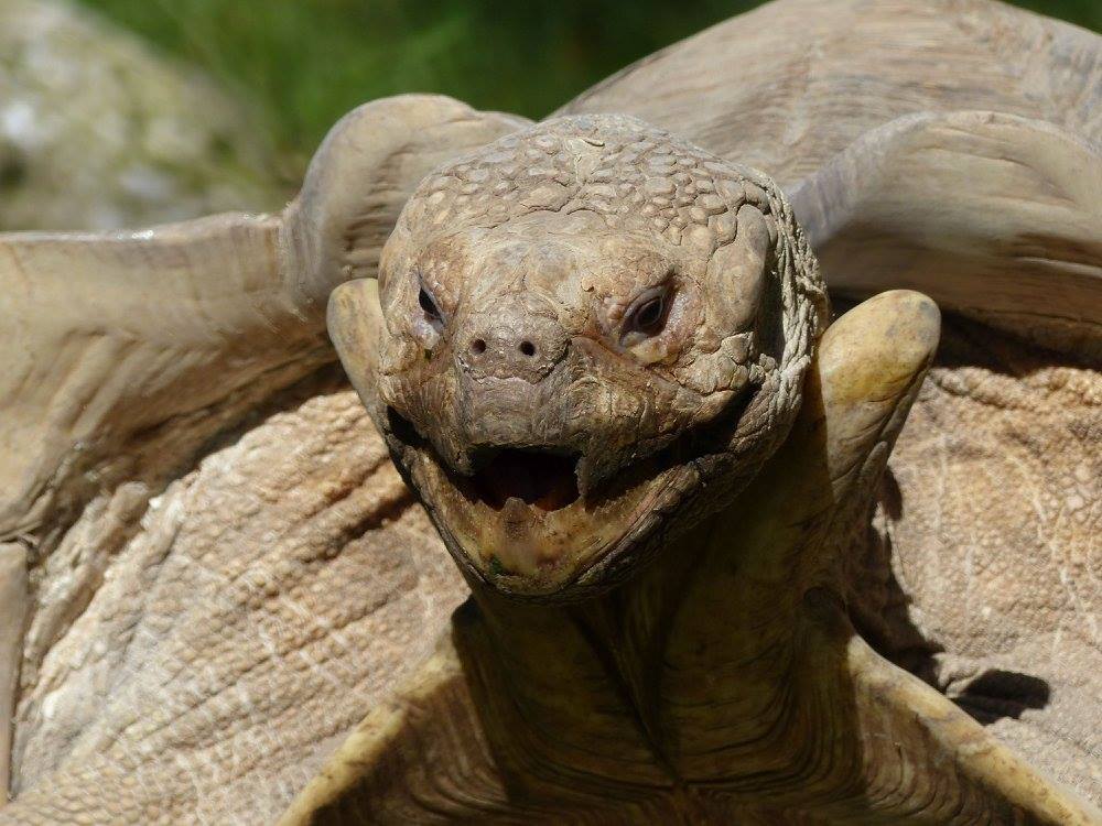 Schildkröte im Zoo Salzburg