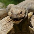 Schildkröte im Zoo Salzburg