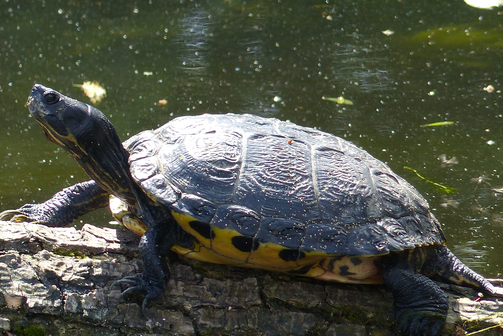 Schildkröte in der Nidda II