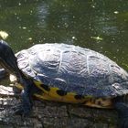 Schildkröte in der Nidda II