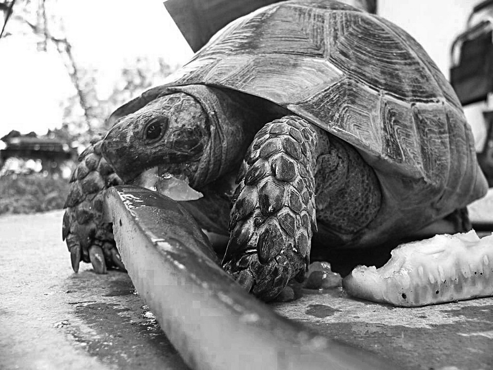 Schildkröte in der Türkei