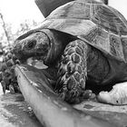 Schildkröte in der Türkei