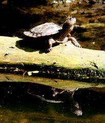 Schildkröte in freier Natur