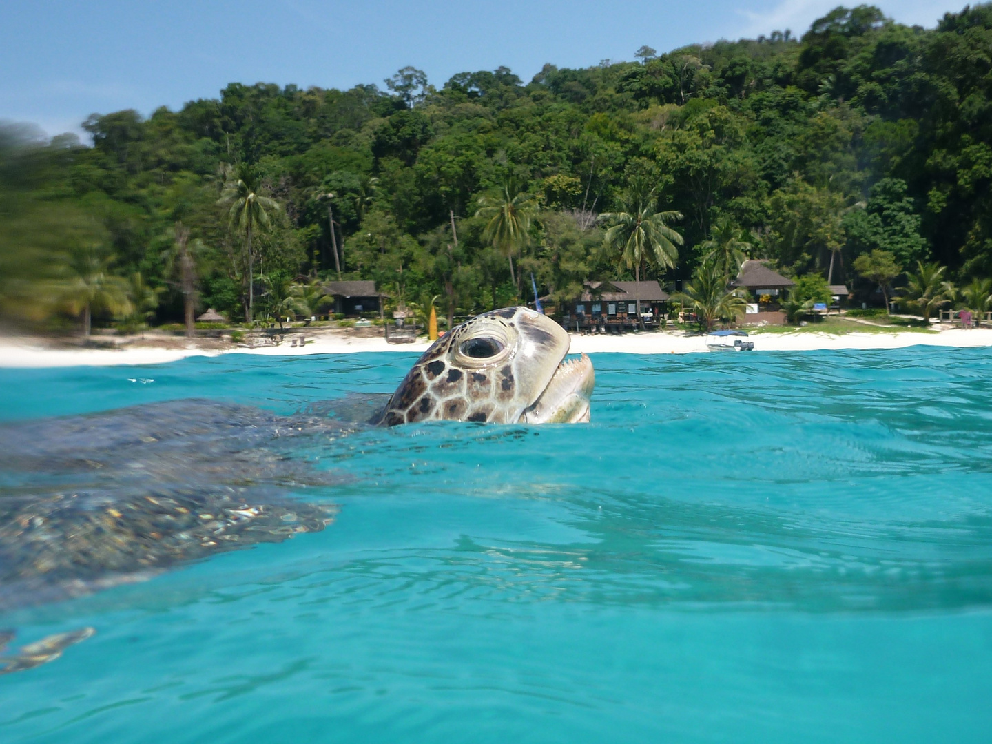 Schildkröte in Malaysia